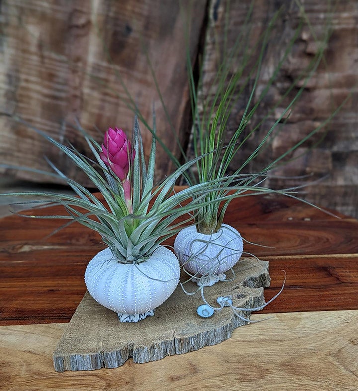 Live Air Plant Arrangement In Seashell - Driftwood Setting