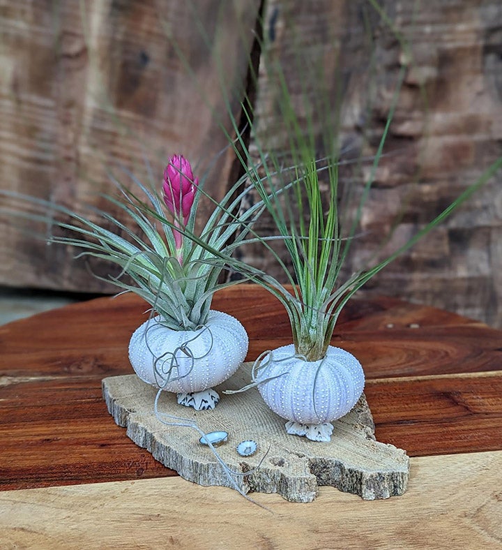 Live Air Plant Arrangement In Seashell - Driftwood Setting