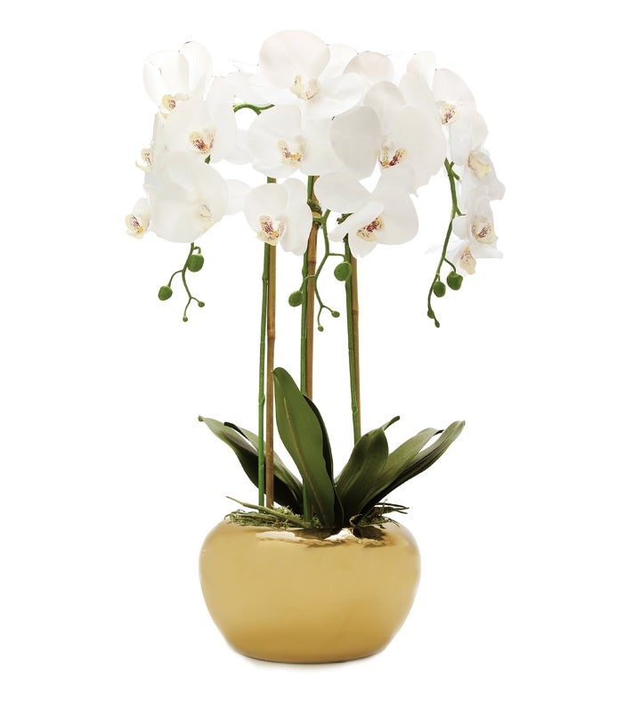 Orchid Plant In Round Gold Striped Design Vase