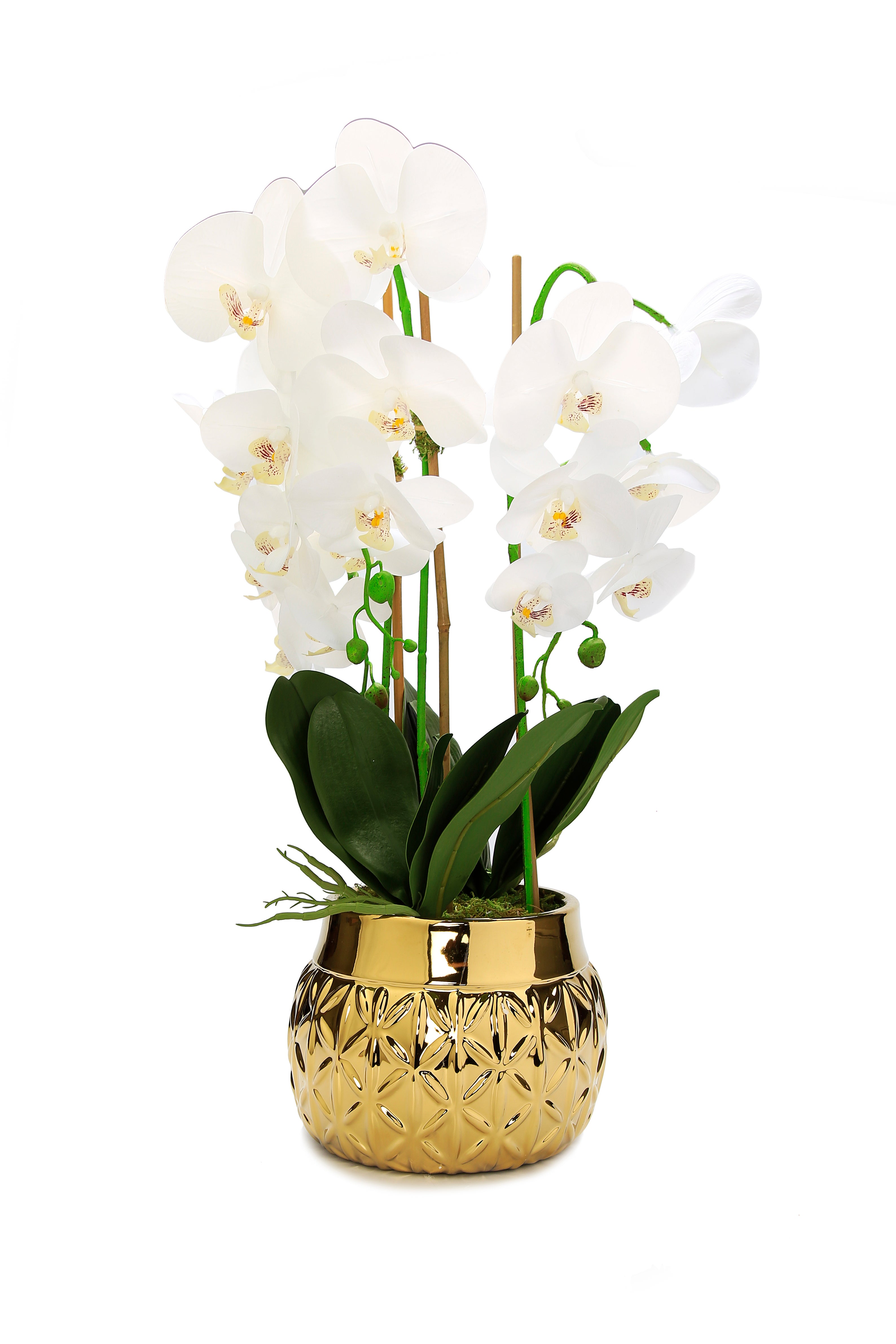 Orchid Plant In Round Gold Striped Design Vase