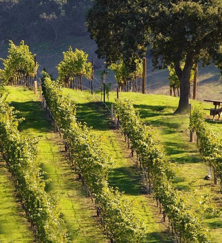 Afternoon Wine Tour With Tastings For Two - California