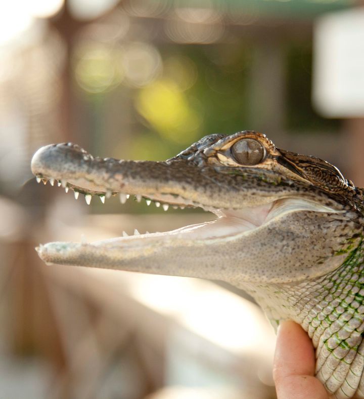 Everglades Airboat Ride And Animal Sanctuary Visit - Florida