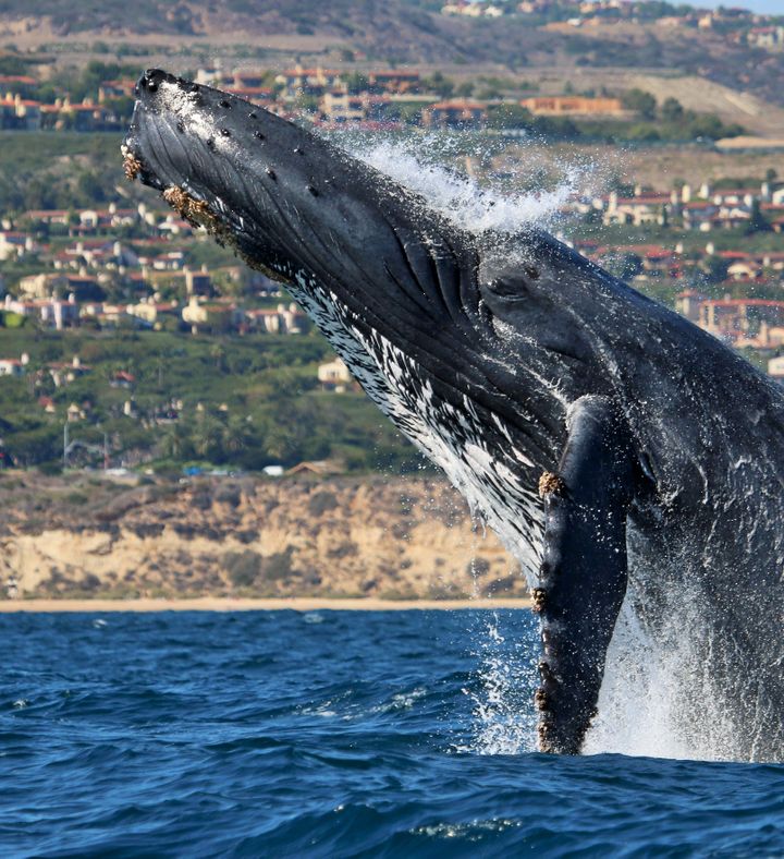 Newport Beach Whale Watching - California