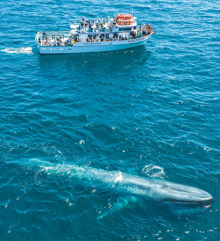Newport Beach Whale Watching For Two - California