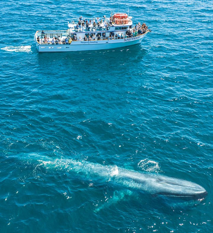 Newport Beach Whale Watching