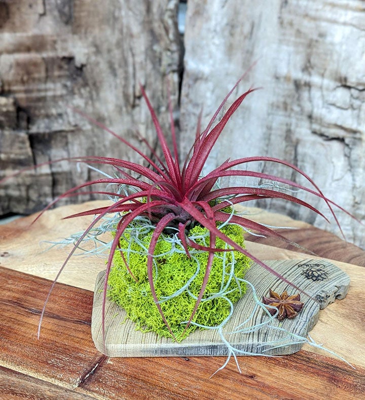 Live Red Air Plant with Driftwood and Moss