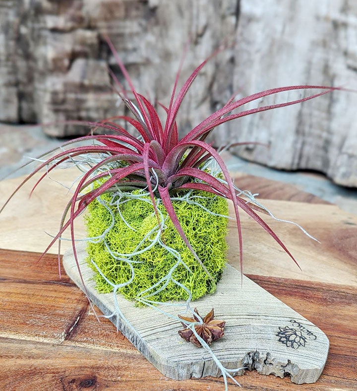 Live Red Air Plant with Driftwood and Moss