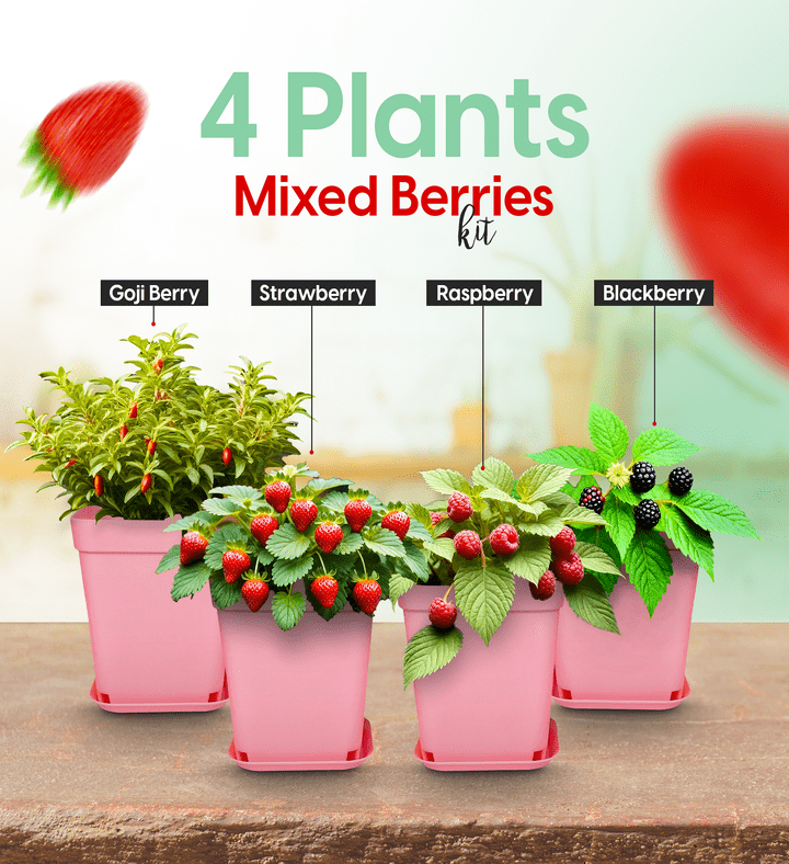 Mixed Berries Growing Kit