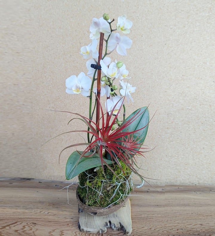 White And Red Orchid Arrangement