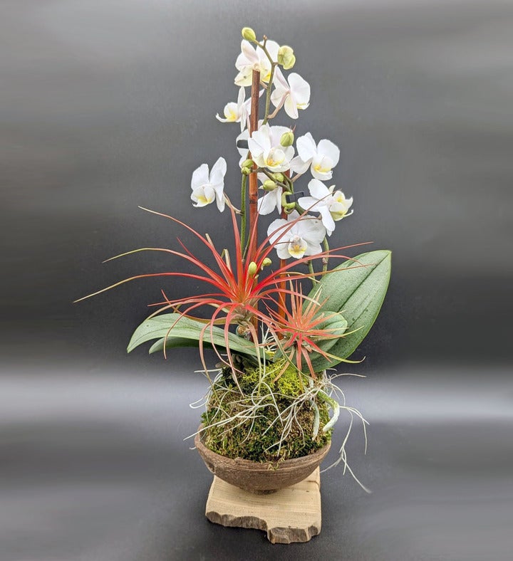 White And Red Orchid Arrangement