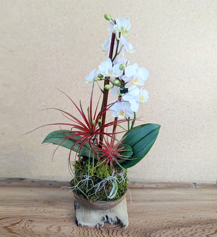 White And Red Orchid Arrangement