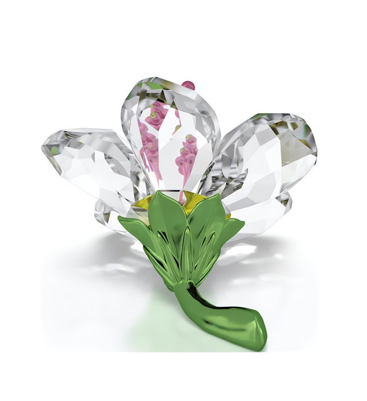 Florere Hibiscus, Small