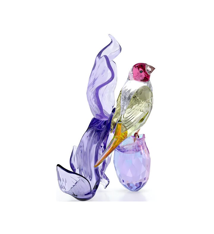 Idyllia Gouldian Finch And Orchid