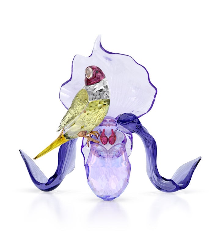 Idyllia Gouldian Finch And Orchid