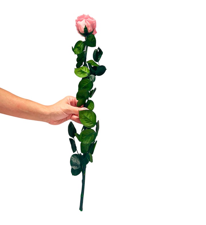 Everlasting Preserved Rose With Stem In Luxury Gift Box