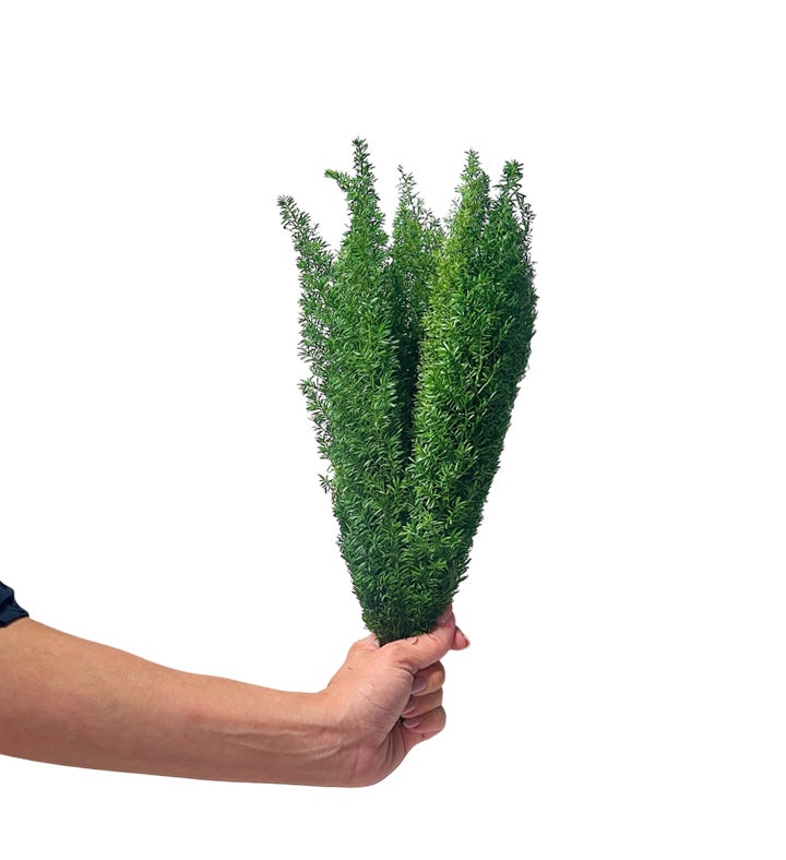 Preserved Foxtail Fern