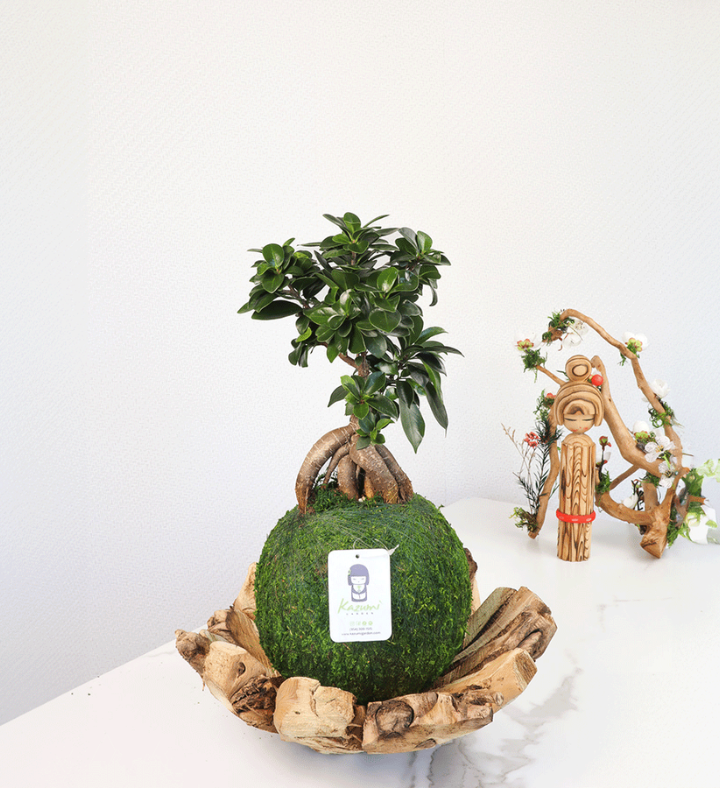 Bonsai Ficus Ginger   Moss Ball Kokedama