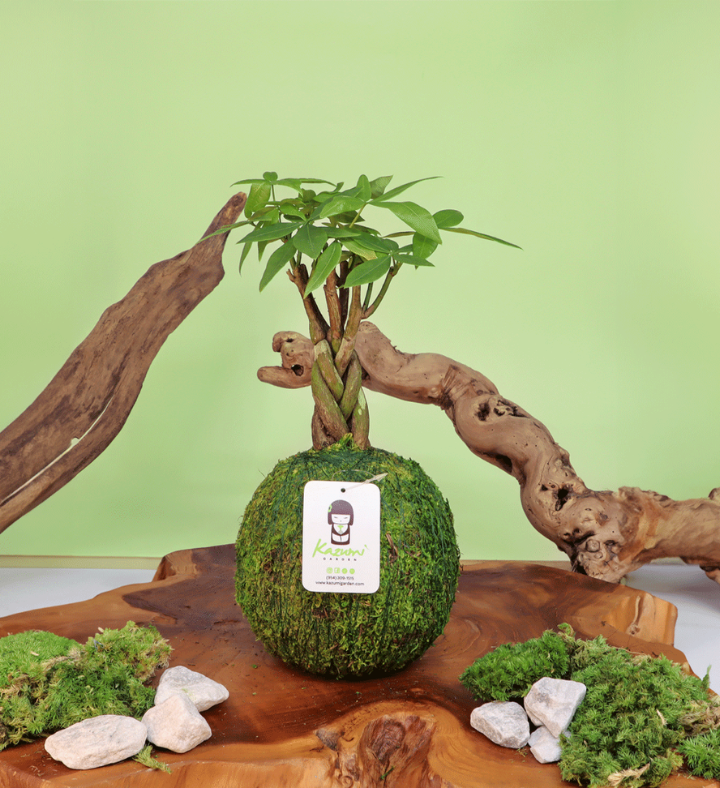 Money Tree   Moss Ball Kokedama