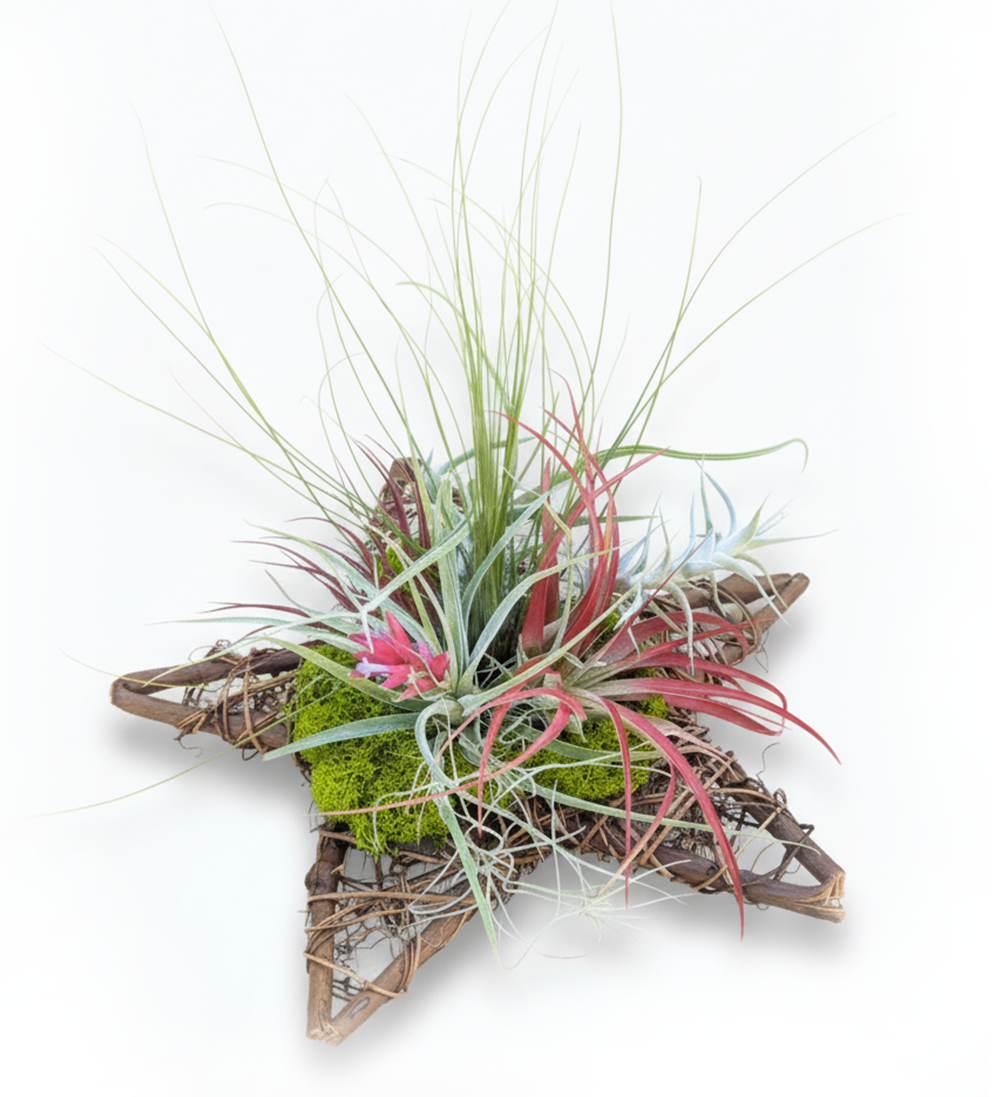 Live Air Plant Star Centerpiece & Wreath