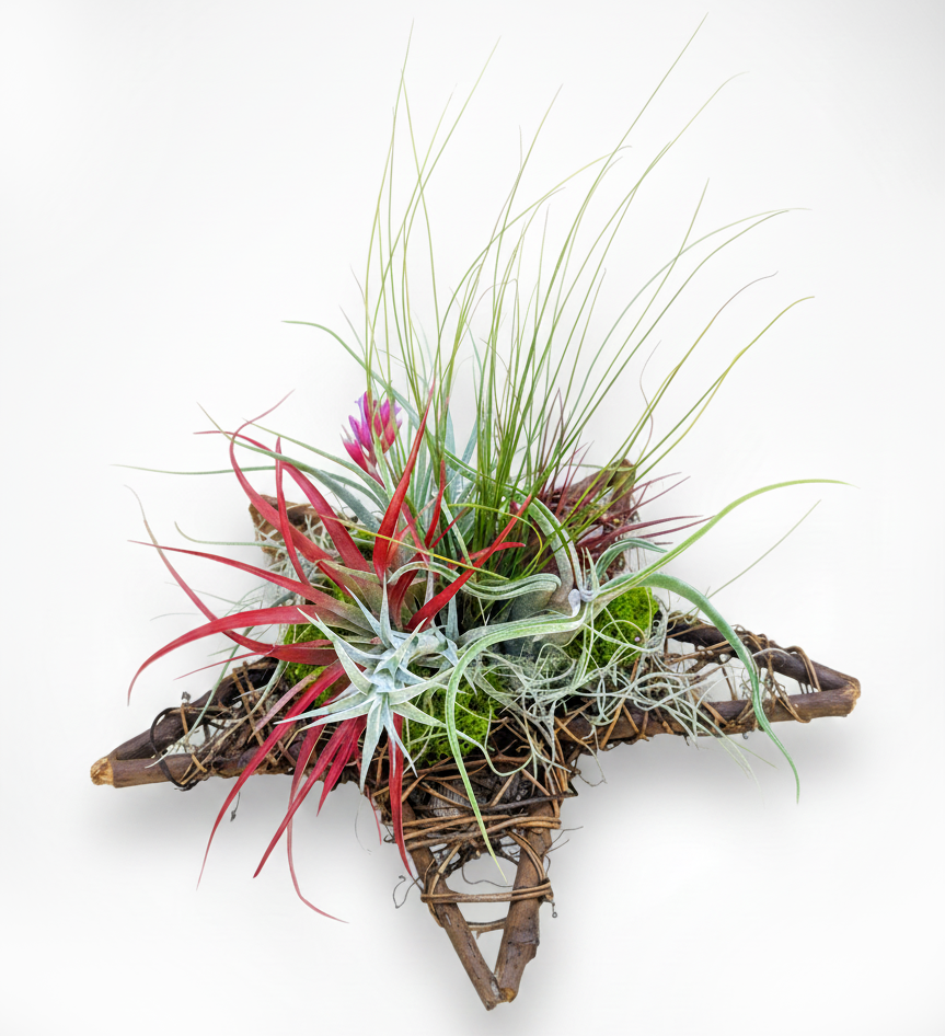 Live Air Plant Star Centerpiece & Wreath