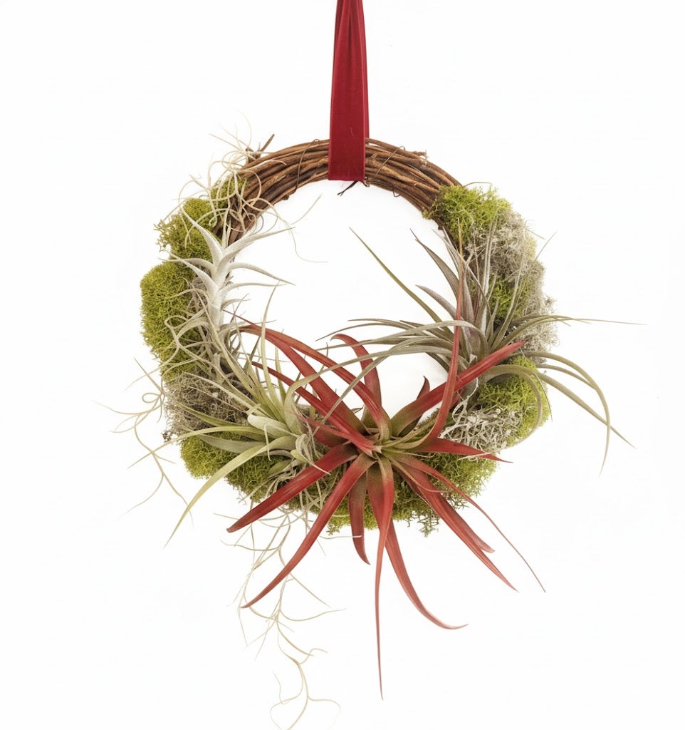 Living Air Plant Wreath - A Breath Of Fresh Air!