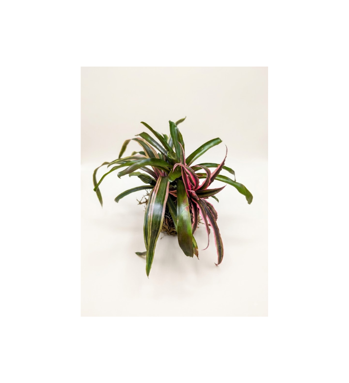 Colorful Three-plant Bromeliad Kokedama In Coconut Shell