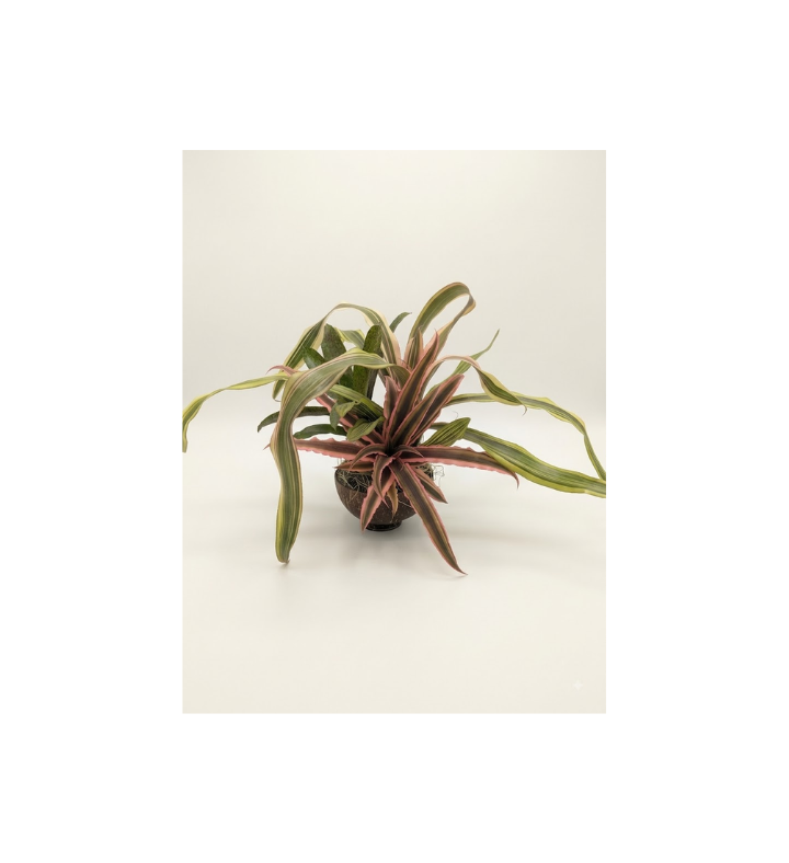 Colorful Three-plant Bromeliad Kokedama In Coconut Shell