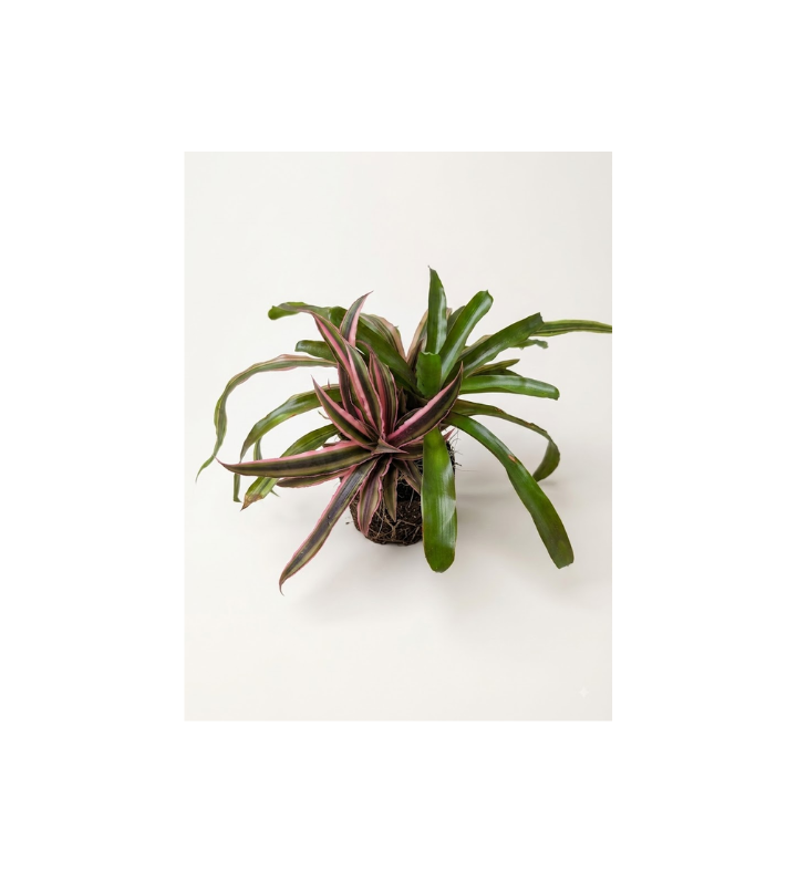Colorful Three-plant Bromeliad Kokedama In Coconut Shell