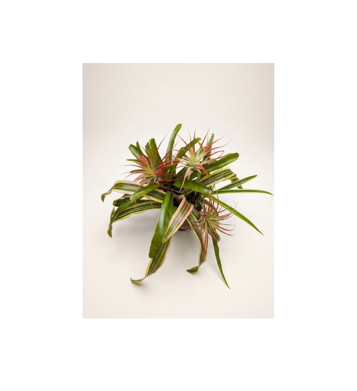 Live Plant Arrangement with Six Plants n a Coconut Shell Pot