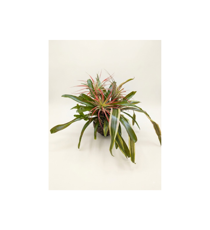Live Plant Arrangement with Six Plants n a Coconut Shell Pot