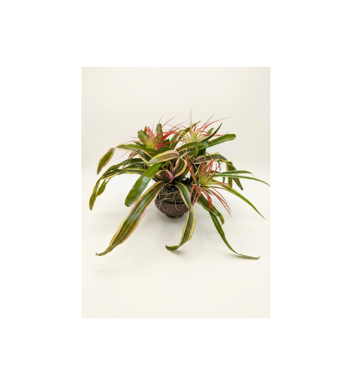Live Plant Arrangement with Six Plants n a Coconut Shell Pot