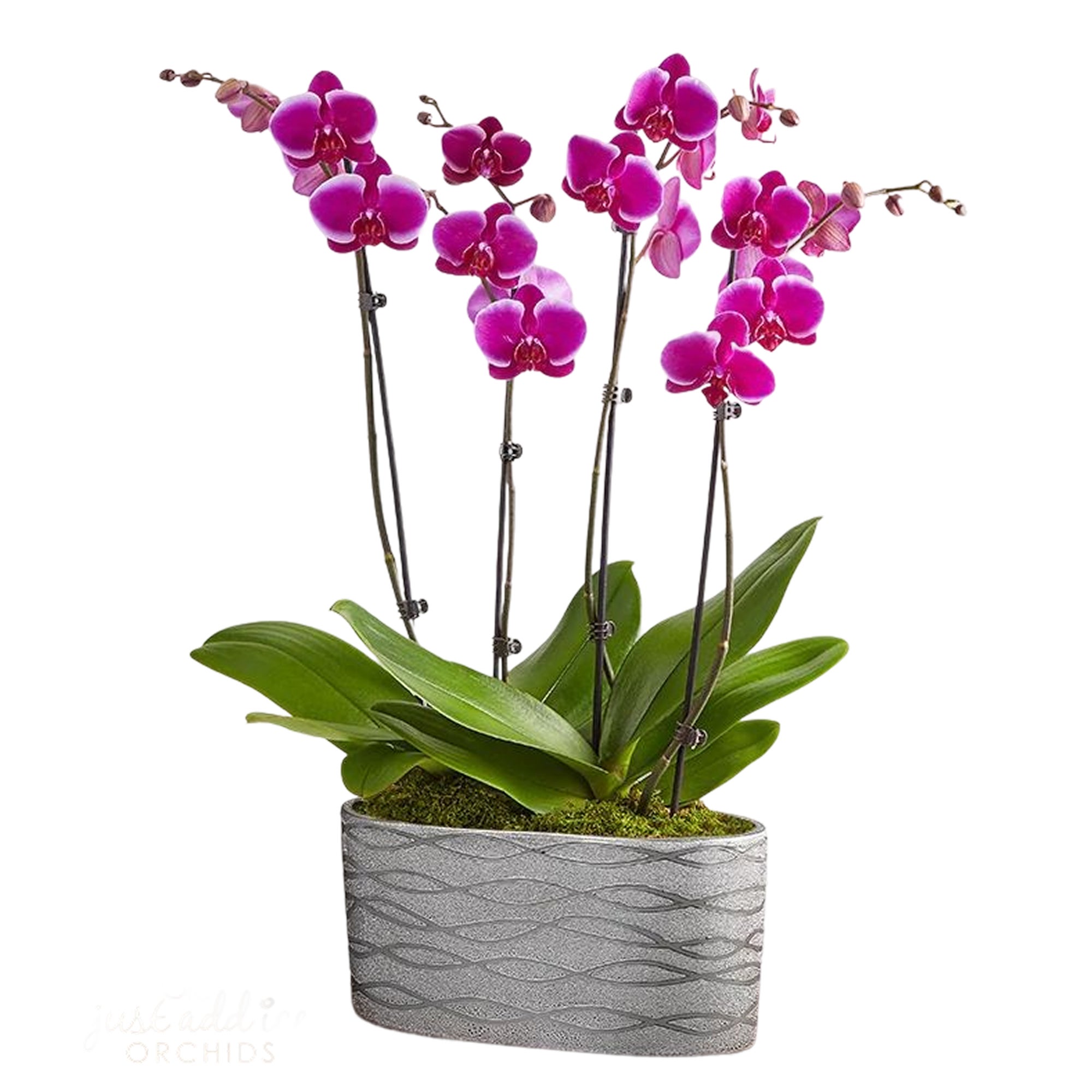 Violet Opulence Orchid