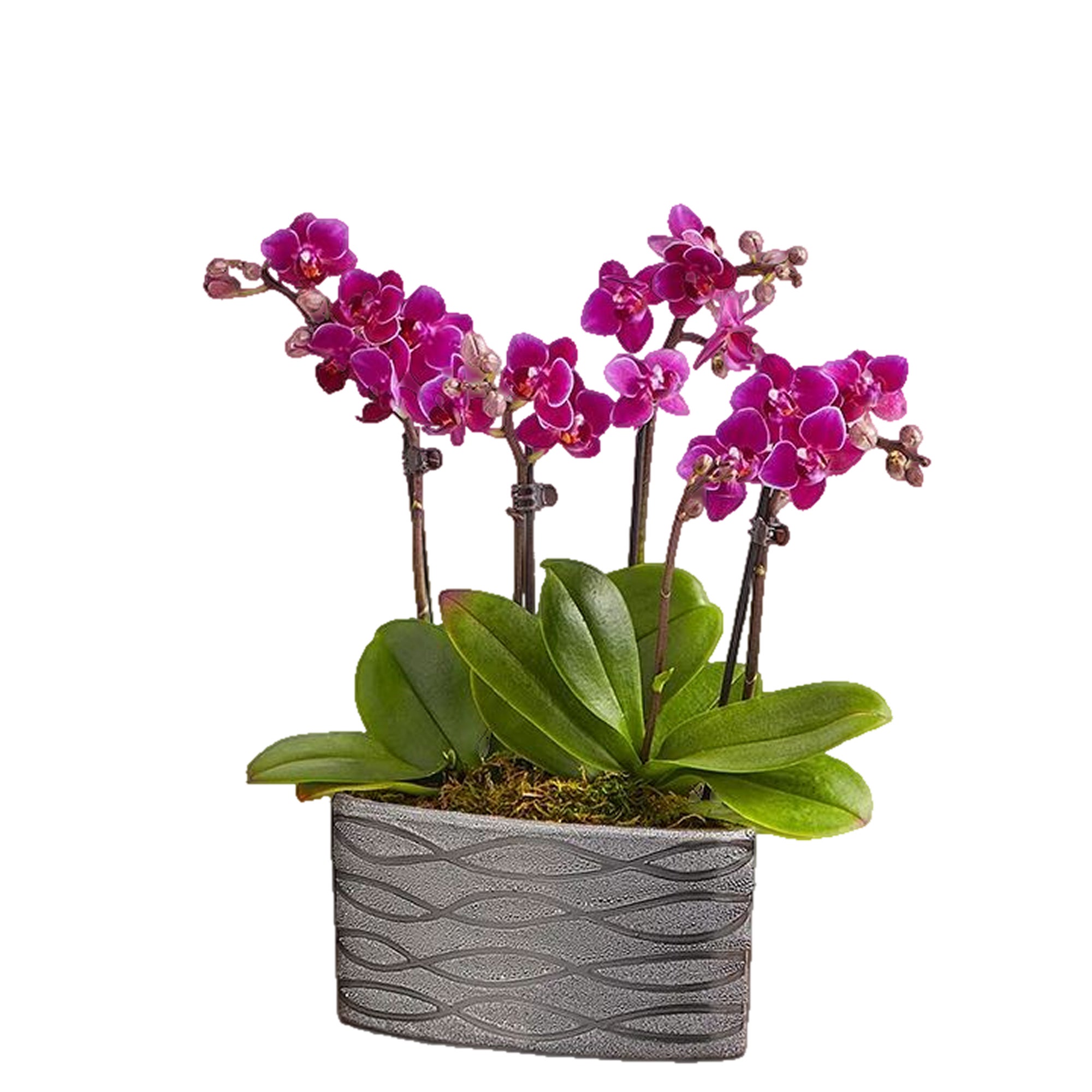 Violet Opulence Orchid