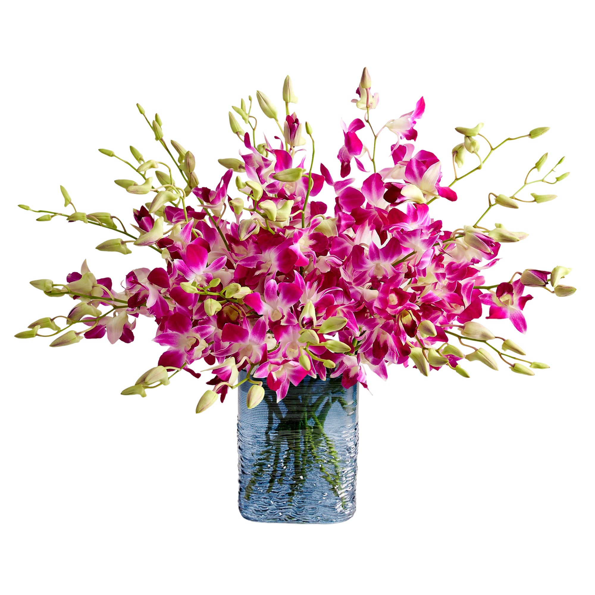 Exotic Breeze™ Orchids