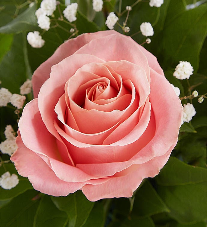 Rose Elegance™ Premium Long Stem Pink Roses