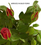 Charming Rose Garden