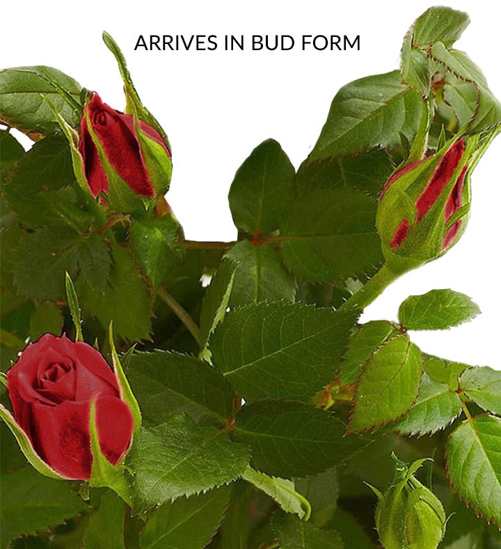 Rose Bud Photos, Download The BEST Free Rose Bud Stock Photos & HD