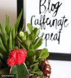 Cactus Dish Garden